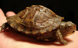 Baby box turtle