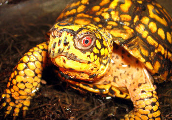 Eastern box turtle - Picture by Matt Reinbold