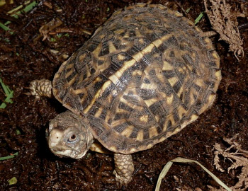 Hatchling