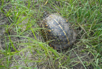 Western box turtle