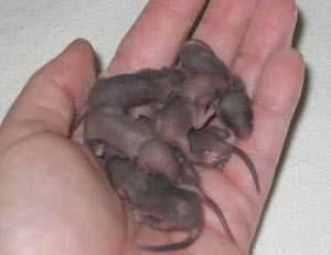 Baby mice