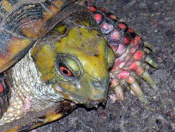 female ornate box turtle