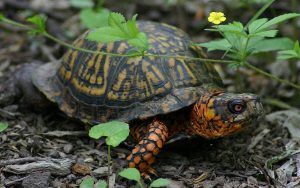 Common / Eastern Box Turtle