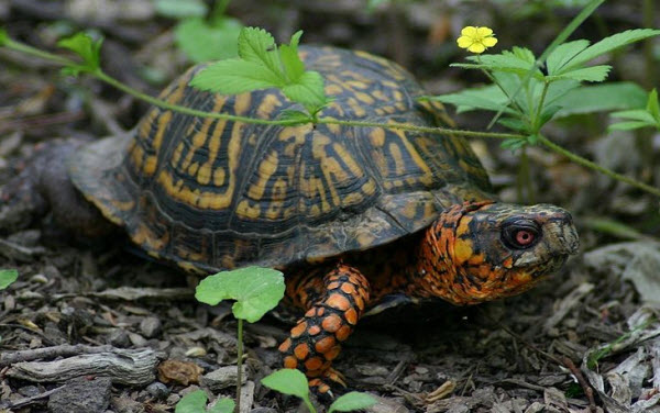 Male Eastern Box Turtle