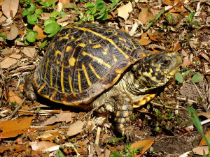 Ornate box turtle