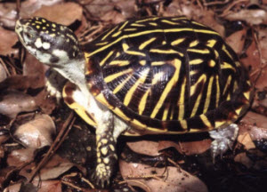 Ornate box turtle