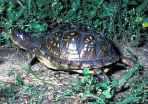Ornate Box Turtle in Missouri.  Picture by Missouri department of conservation