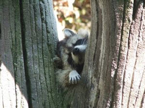 Raccoons eat box turtle eggs, hatchlings and sometimes hibernating adults. Adults make a hard target protected in their lclosed shell.