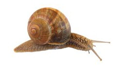 snail