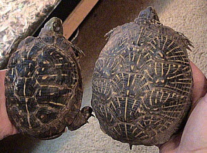 The two subspecies of Western box turtle side by side. Ornate Box Turtle (left) and the Desert Box Turtle (right).  Picture by LA Dawson