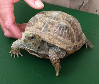 Desert box turtle