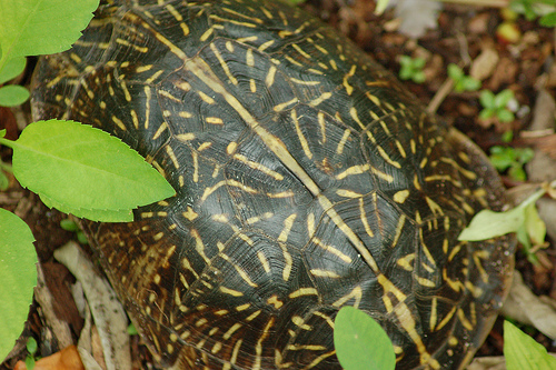 Florida Box turtle body