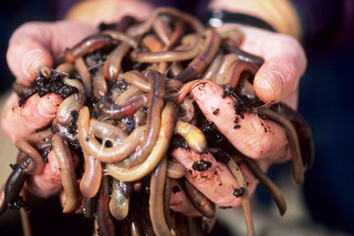 Earthworms are florida box turtle food