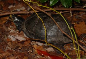 Gulf box turtle