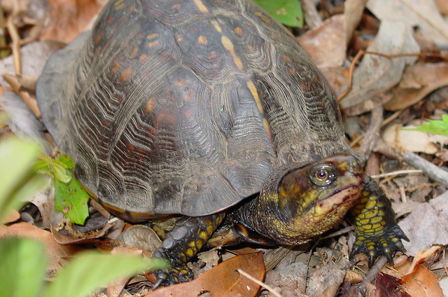 Terrapene Carolina major