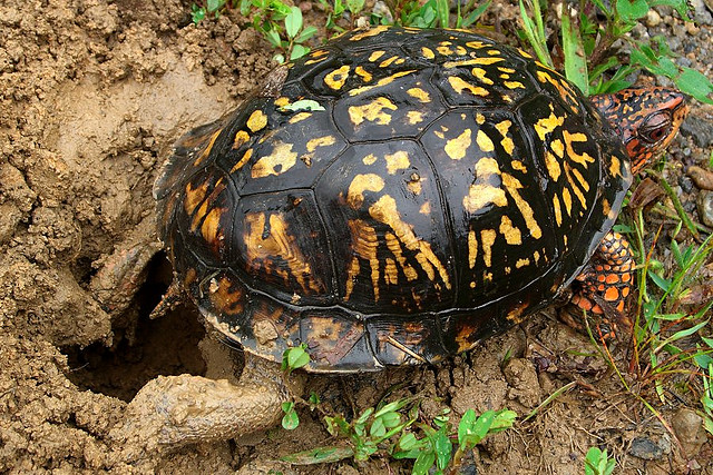 Terrapene carolina. Foto von Jason Hollinger 