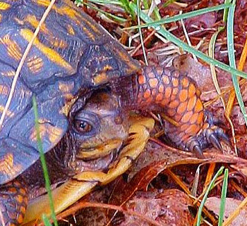 Florida Box Turtle Pin