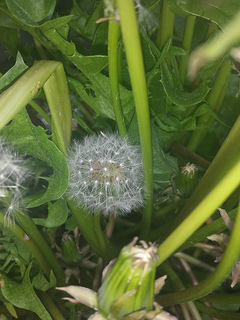 dandelion