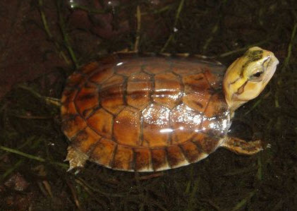 Cuora mccordi