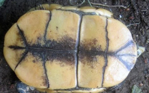Female Cuora yunnanensis - Picture by Ting Zhou / Torsten Blanck
