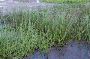 Eleocharis sphacelata