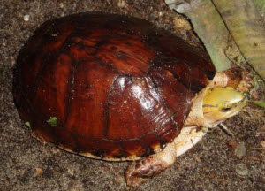 McCords box turtle