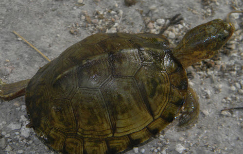Terrapene Carolina Yucatana