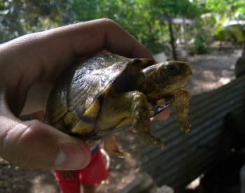 Yucatan Box Turtle pet