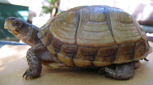 Three Toed Box Turtle