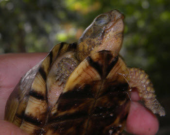 Yucatan Box Turtle