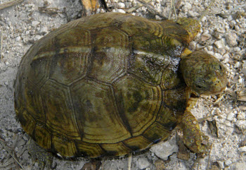 Yucatan box turtle