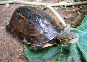 Male Yunnan box turtle