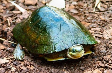 Zhous box turtle. Picture by Torsten Blanck