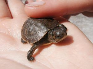 Baby Coachuilan box turtle - Picture provided by Cuatrociénagas, Desert Fishes Council.