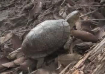 spotted box turtle 