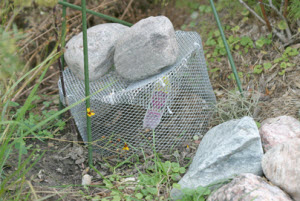 box turtle egg protection