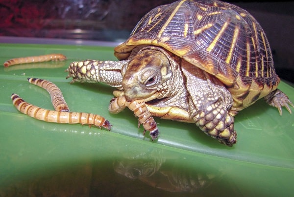 Box Turtle Eating Meal Worms