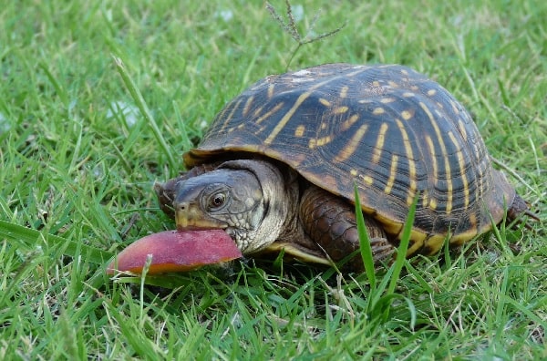 Box Turtle Eating Peach