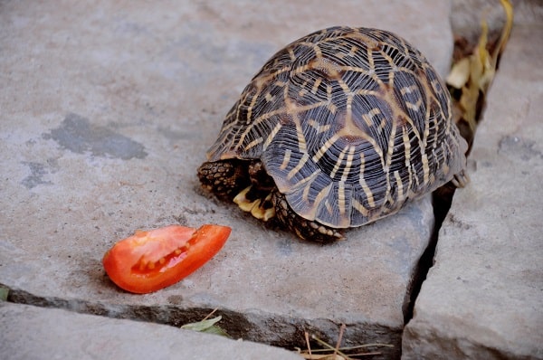 Box Turtle Refusing to Eat