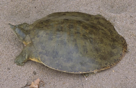 Gulf Coast Smooth Softshell-min