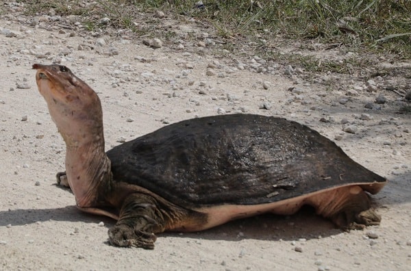 Largest Freshwater Turtle 