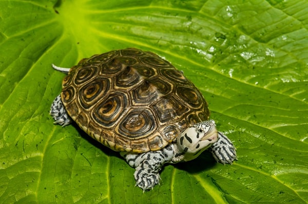 Diamondback Terrapin Malaclemys terrapin