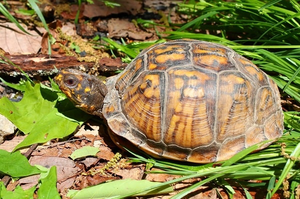 Eastern Box Turtle In Wild