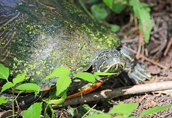 Eastern Mud Turtle