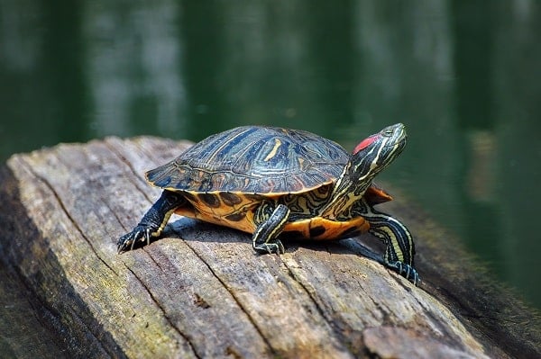 Florida red-bellied cooter