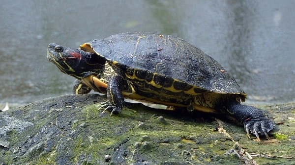 Red-eared slider