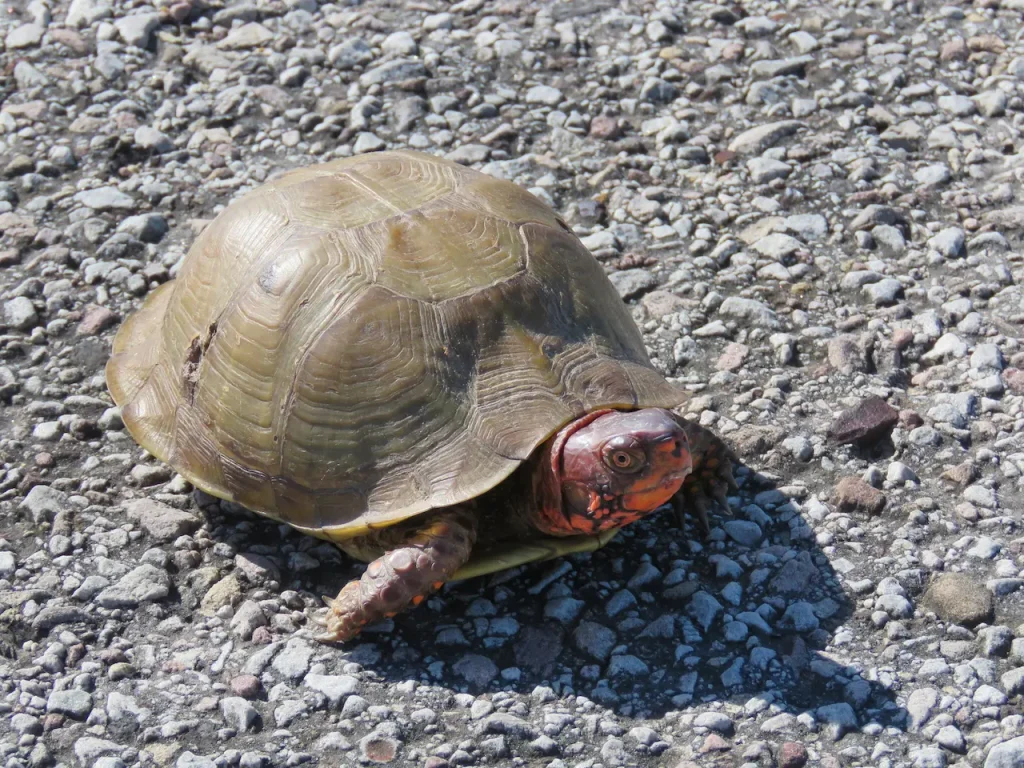 Box Turtles on the Ground 