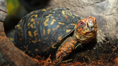 Close up Image of Eastern Box Turtle