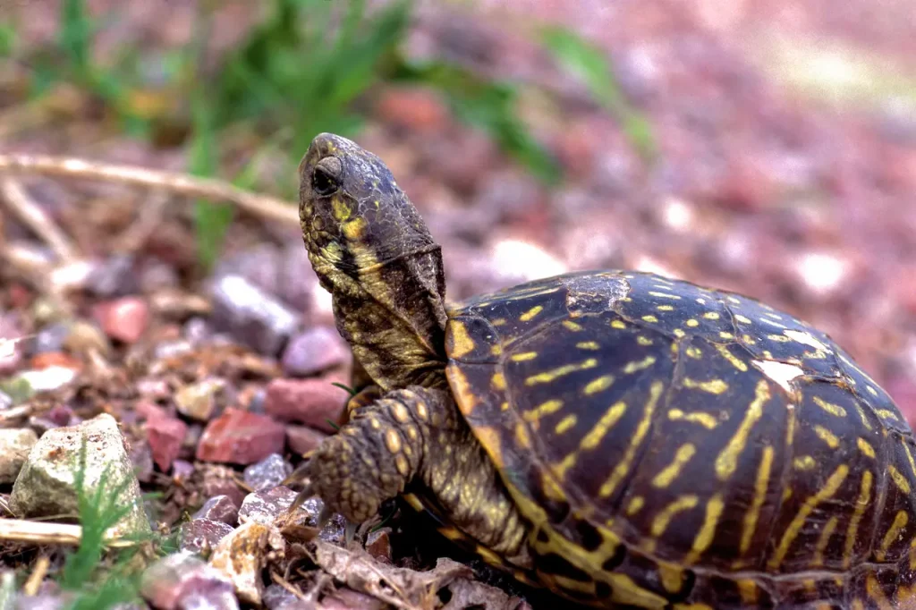 Ornate Box Turtle Image 