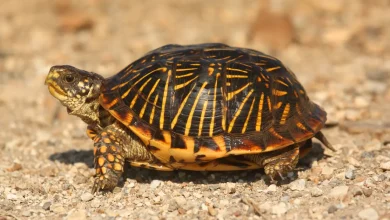 Western Box Turtle